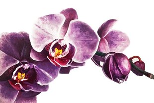 Taulu Orchid, S koko hinta ja tiedot | Taulut | hobbyhall.fi